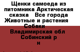 Щенки самоеда из питомника Арктическая сказка - Все города Животные и растения » Собаки   . Владимирская обл.,Собинский р-н